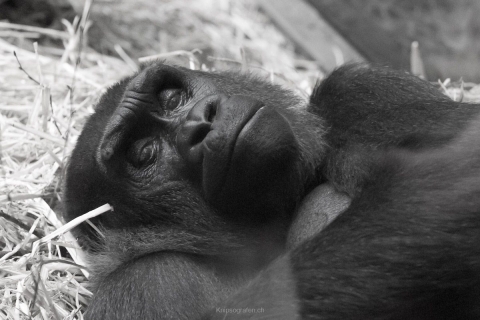 nadja_2017_zoo_zurich_001