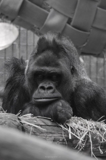 nadja_2017_zoo_zurich_002