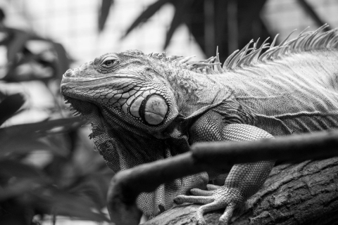 nadja_2017_zoo_zurich_005