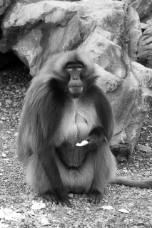 nadja_2017_zoo_zurich_006
