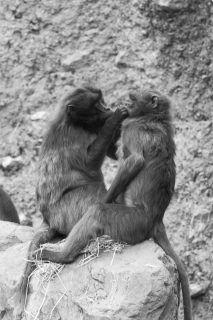 nadja_2017_zoo_zurich_007