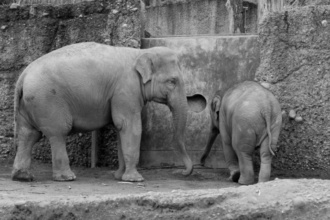 nadja_2017_zoo_zurich_008