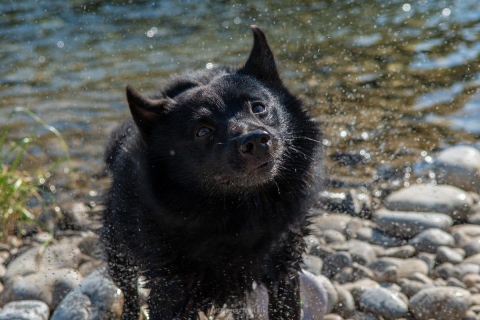 nadja_2022_hunde-bachshoot_001