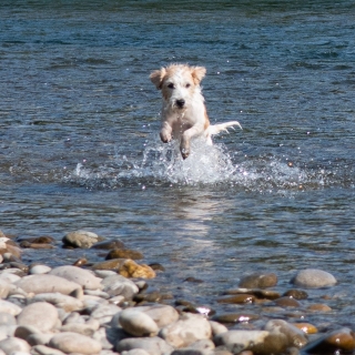 nadja_2022_hunde-bachshoot_002