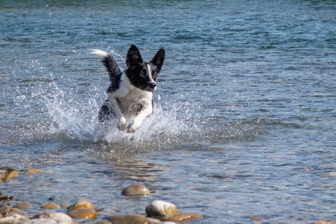nadja_2022_hunde-bachshoot_003