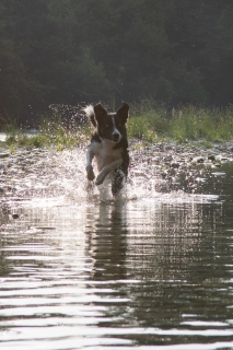 nadja_2022_hunde-bachshoot_004