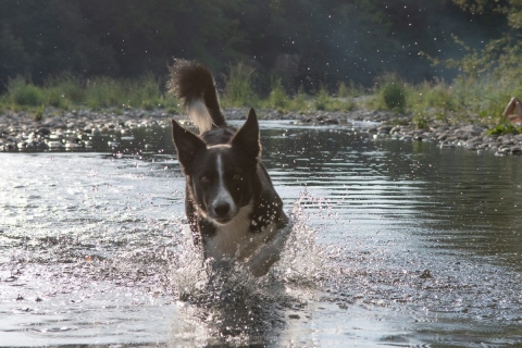 nadja_2022_hunde-bachshoot_005
