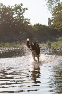 nadja_2022_hunde-bachshoot_006