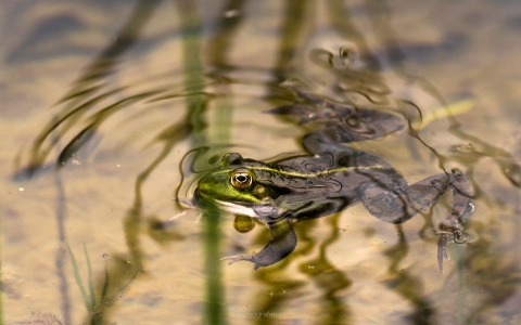 yvonne_2016_naturlehrgebiet_ettiswil_002