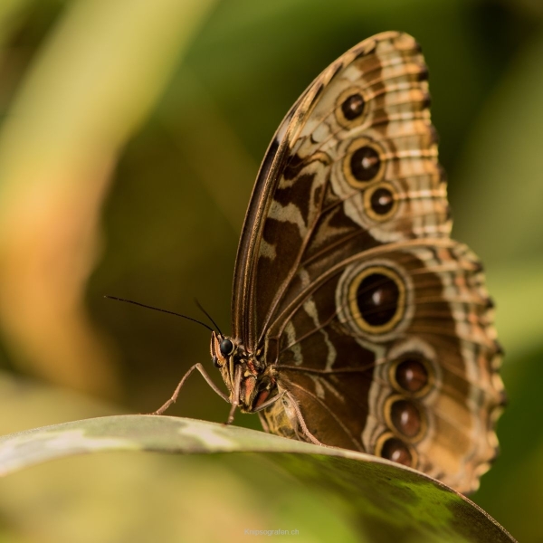 1_yvonne_2016_papillionrama_006