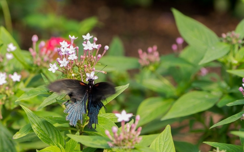 yvonne_2016_papillionrama_004