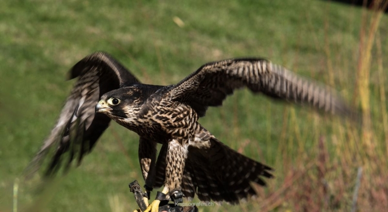 yvonne_2017_weekend_tessin_002