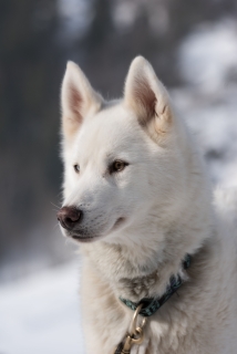 yvonne_2018_hundeschlitten-rennengadmen_003