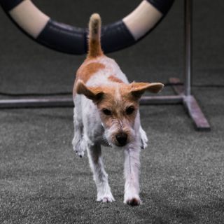 yvonne_2020_hunde-agility_001