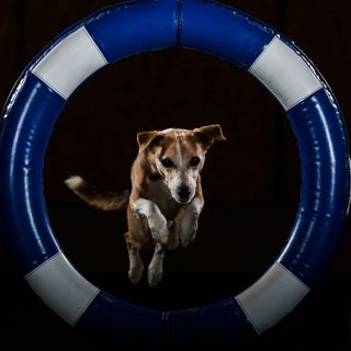 yvonne_2020_hunde-agility_002