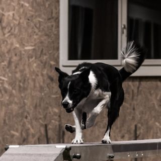 yvonne_2020_hunde-agility_003