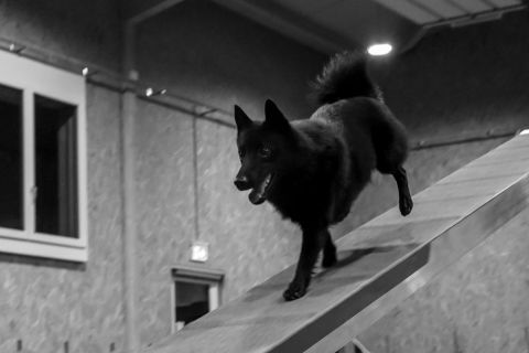 yvonne_2020_hunde-agility_004