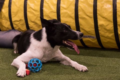 yvonne_2020_hunde-agility_005