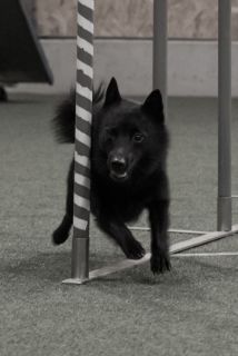 yvonne_2020_hunde-agility_007