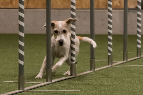 yvonne_2020_hunde-agility_008