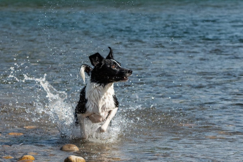yvonne_2022_hunde-bachshoot_003