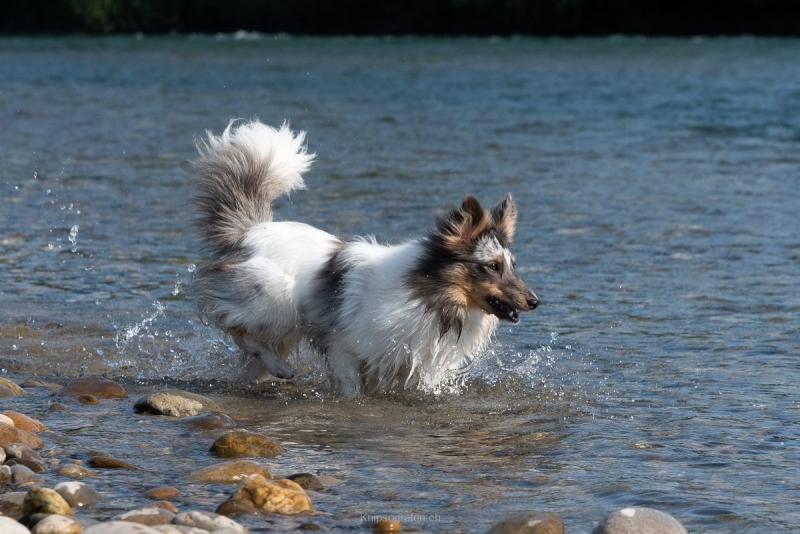 yvonne_2022_hunde-bachshoot_005