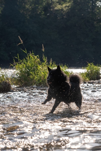 yvonne_2022_hunde-bachshoot_011