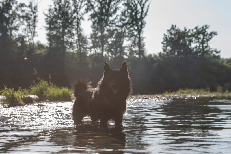 yvonne_2022_hunde-bachshoot_012