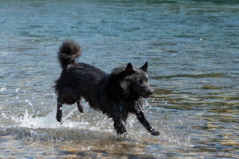 yvonne_2022_hunde-bachshoot_001