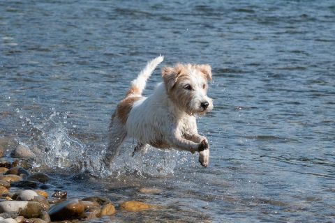 yvonne_2022_hunde-bachshoot_002