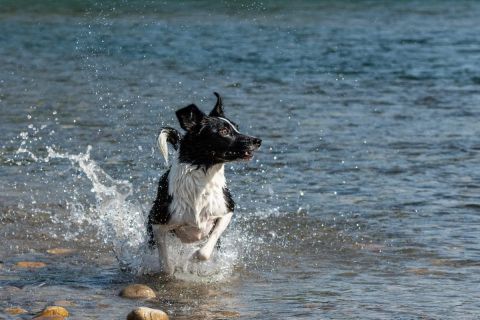 yvonne_2022_hunde-bachshoot_003