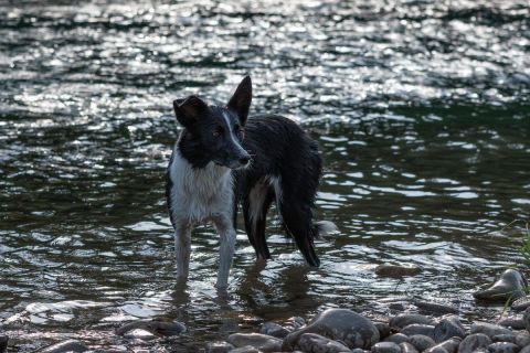 yvonne_2022_hunde-bachshoot_004