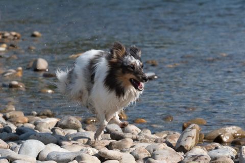 yvonne_2022_hunde-bachshoot_006