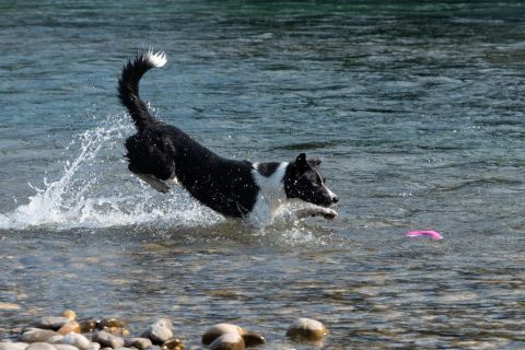 yvonne_2022_hunde-bachshoot_007