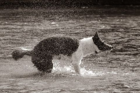 yvonne_2022_hunde-bachshoot_008