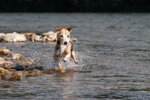 yvonne_2022_hunde-bachshoot_009
