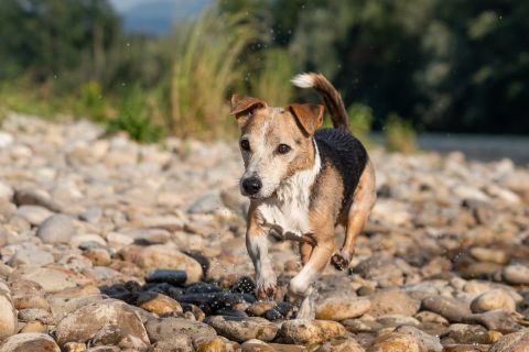 yvonne_2022_hunde-bachshoot_010