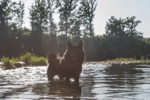 yvonne_2022_hunde-bachshoot_012