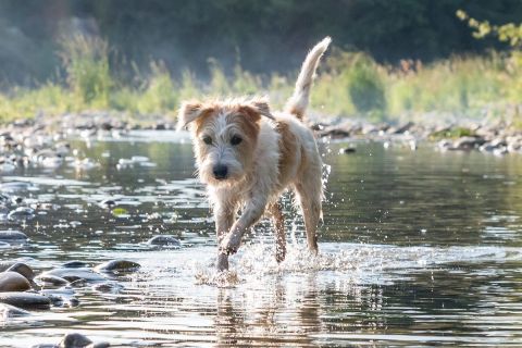 yvonne_2022_hunde-bachshoot_013
