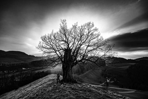 yvonne_2023_alte-eiche_001